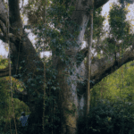 Olasee baobab