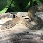 Puerto Rican racer snake