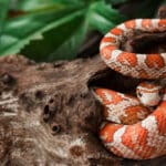 corn snake