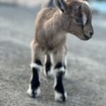 Baby goat by Karen Granitz