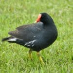 Gallinula,Chloropus,,Known,By,The,Common,Names,Of,Moorhen,,Moorhen