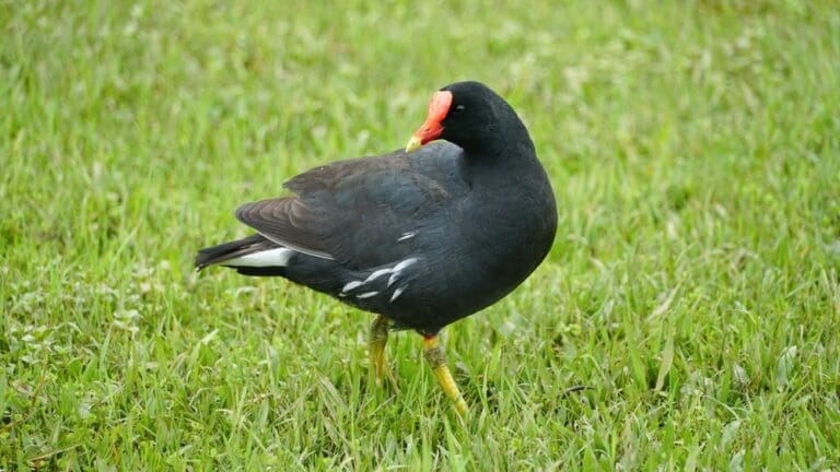 Members of the St. Croix Hiking Association recently spotted a subspecies of the Common Moorhen like the one pictured here in a pond along the Estate Adventure Nature Trail. (Shutterstock image)