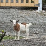 Goat pauses outside a gate. Photo by Kathy Vargo