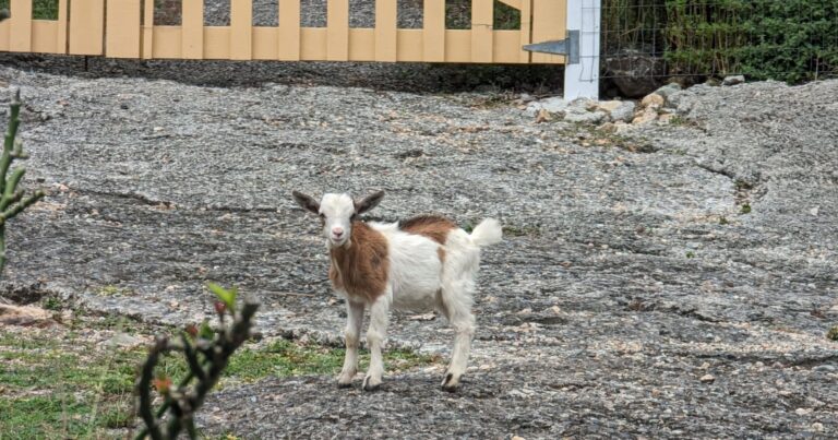 Wild Goats on St. John’s East End Live To Roam Another Day