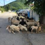 Sheep gather in coral Bay. Amy H. Roberts photo
