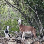 Goats on the east End. photo by kathy Vargo