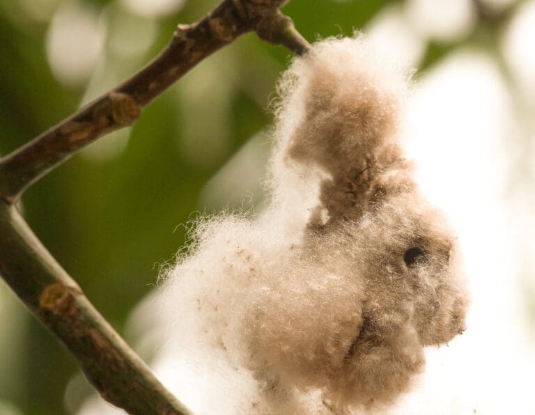 Kapok Seeds Float Off in Fluff Balls