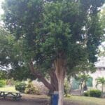 Whim bay rum tree