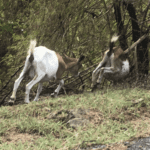 Wild goats are canmera shy. karen granitz