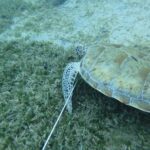 SpearedTurtle_1