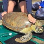 SpearedTurtle_4