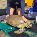SpearedTurtle_4