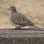 Mourning_Dove_Image_002