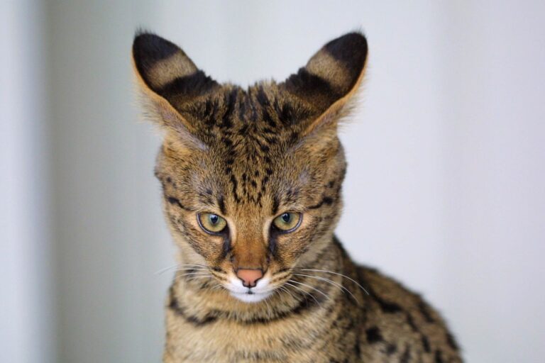 Enormous Hybrid Cat On The Loose