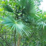 Coccothrinax-alta-cropped300x251