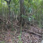 Mastic tree