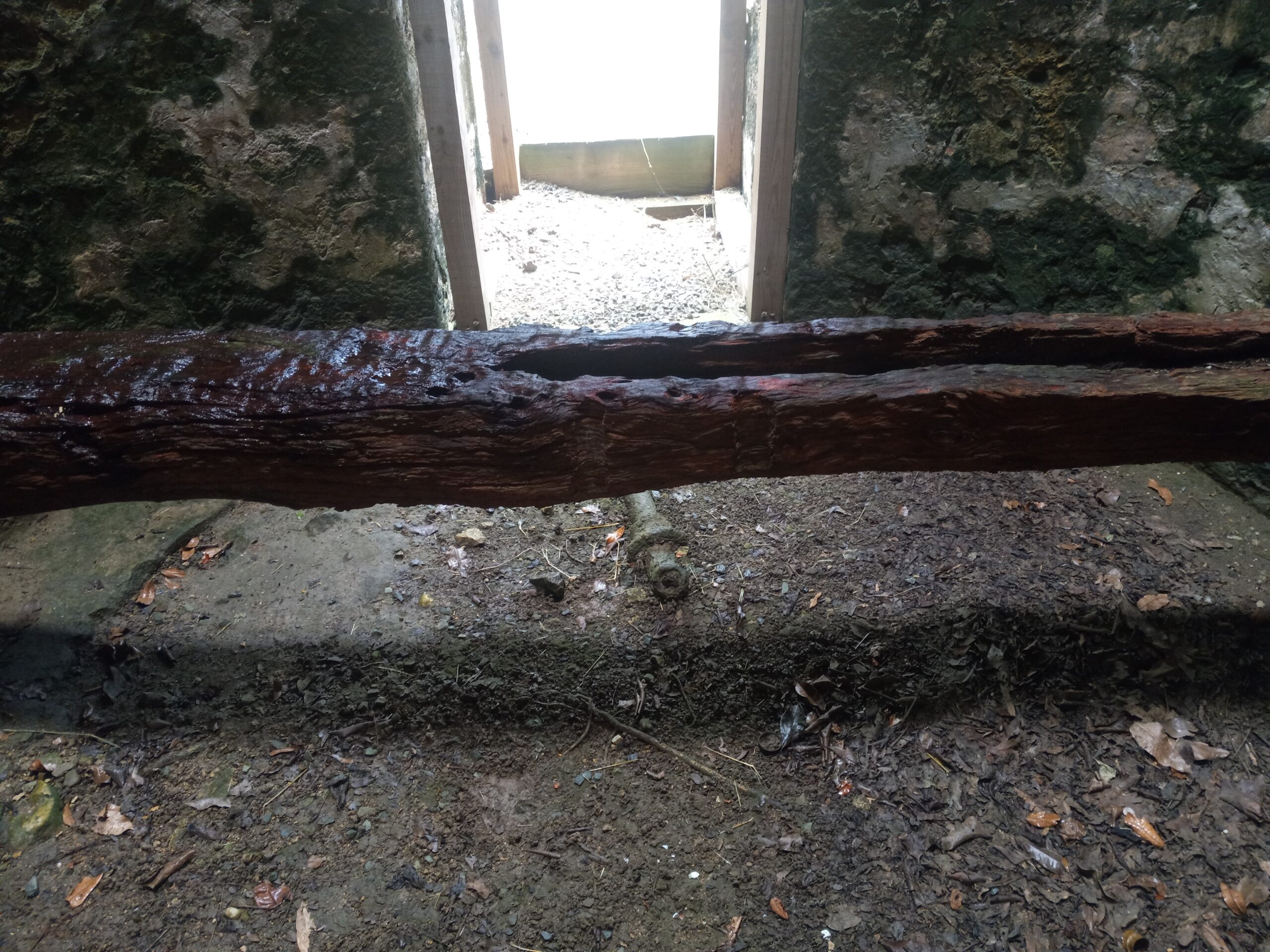 The wood inside this 1750s water Tower at Estate Morning Star, Salt River Bay National Historical Park & Ecological Preserve was built from the Mastic wood of St. Croix. (Photo by Olasee Davis)