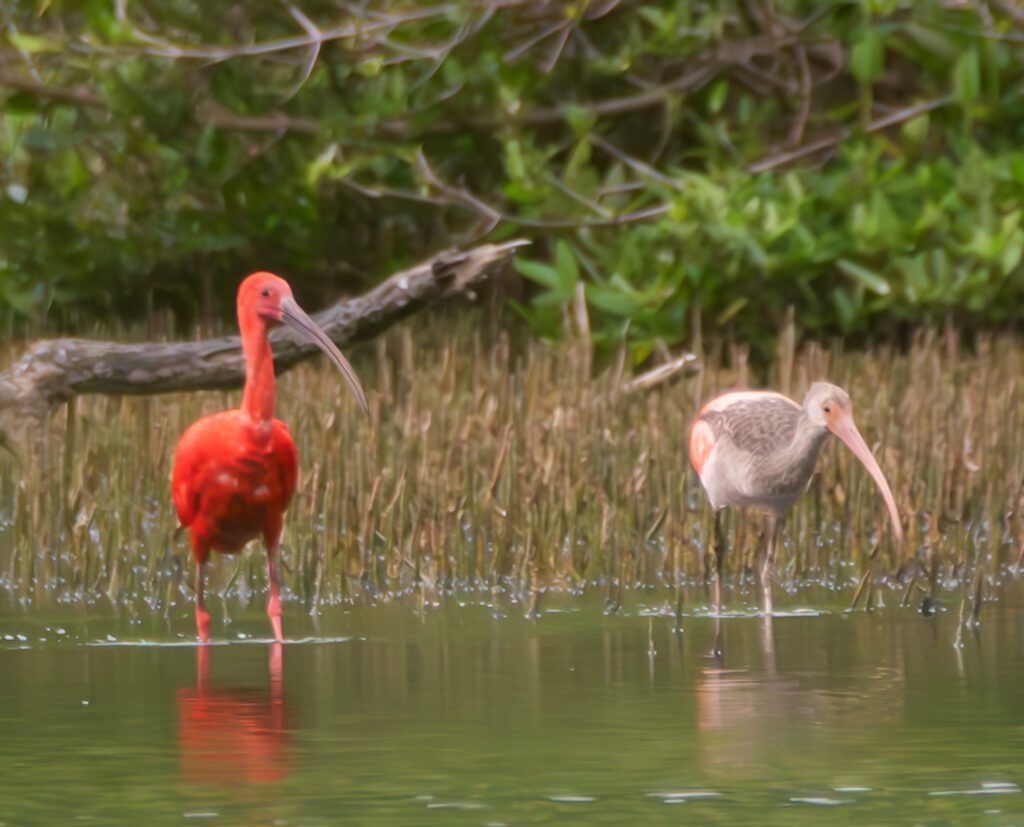 A Scarlet Ibis Family In The Fish Bay Pond On St John St Thomas Source a-scarlet-ibis-family-in-the-fish-bay-pond-on-st-john-st-thomas-source