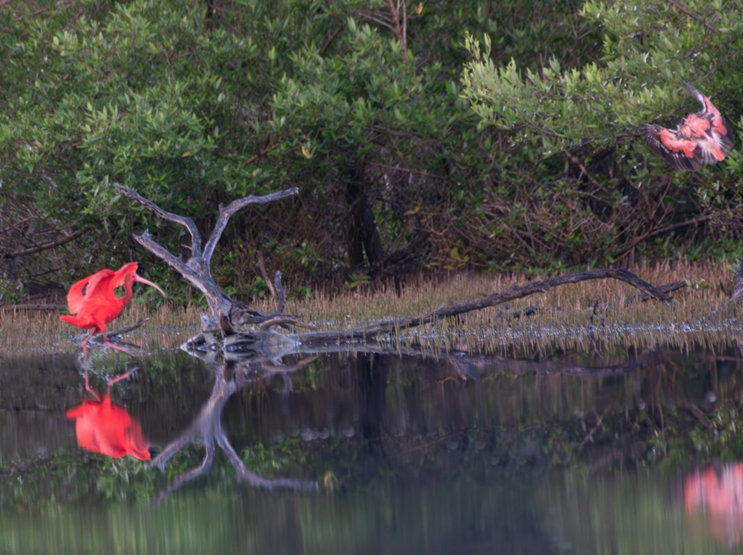 A Scarlet Ibis Family In The Fish Bay Pond On St John St Thomas Source A Scarlet Ibis Family In The Fish Bay Pond On St John St Thomas Source