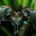 Puerto Rican Screech Owl