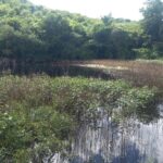 Estate Hermitage pond