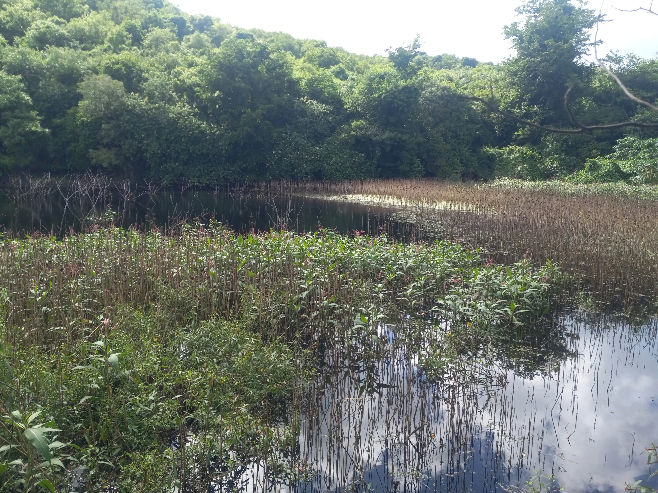 Beside the historic ruins of Estate Hermitage from the 1800 century, there is a large freshwater pond within the park with wildlife, especially rare and endangered species birds.