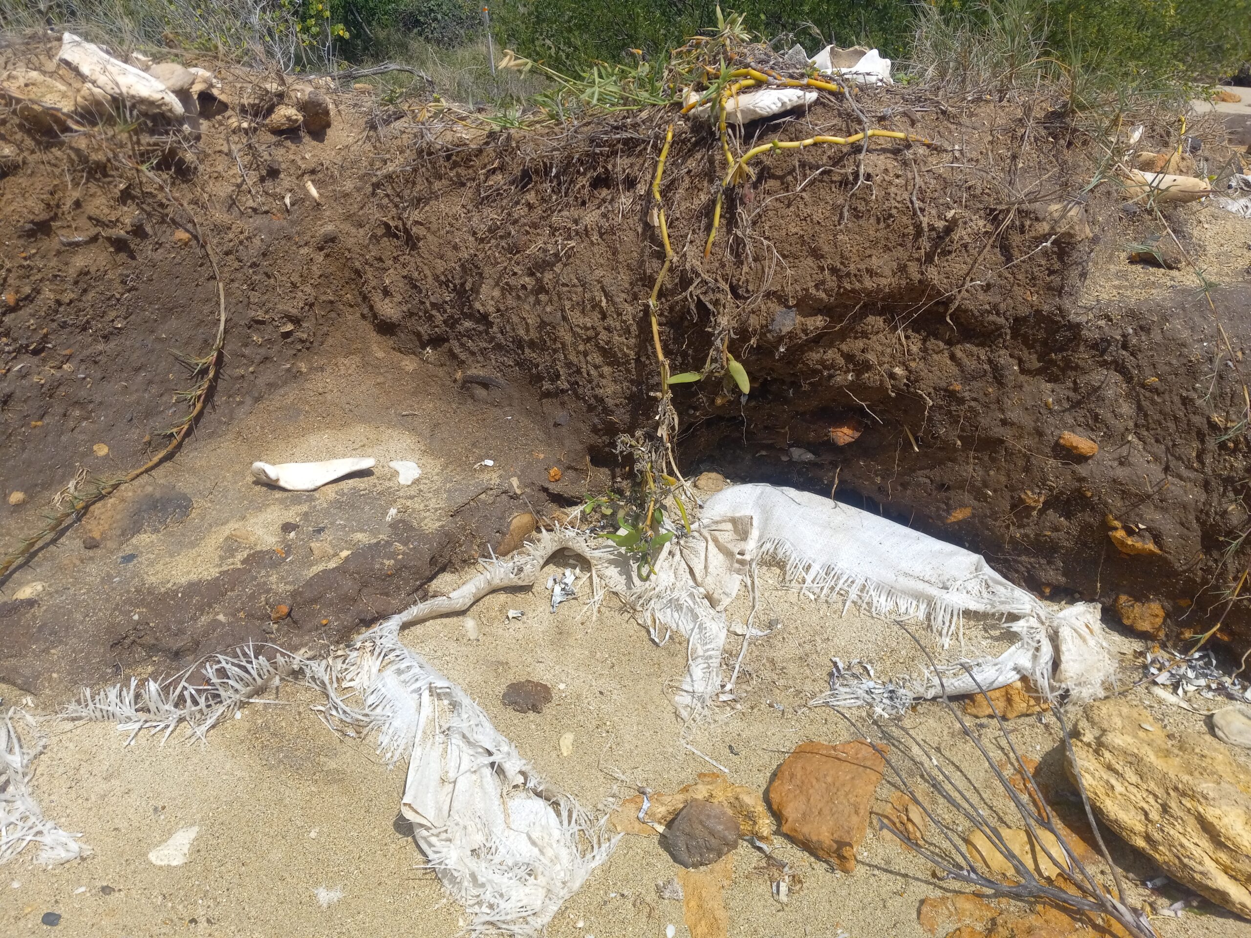 The Aklis site, a significant pre-Columbian archaeological site within Sandy Point National Wildlife Refuge of Concordia Bay Beach. This site has shell middens, and burials showcasing early indigenous people. This site is listed in the National Register of Historic Places. The site has been eroding due to the dredging of the Krause Lagoon a half century ago and the impact of climate change on the coastal shore of the refuge. Sand bags are put at the site to safe. However, the site is still being washed away by the ocean waves. It is against the federal and local law to be digging the site. (Photo by Olasee Davis)