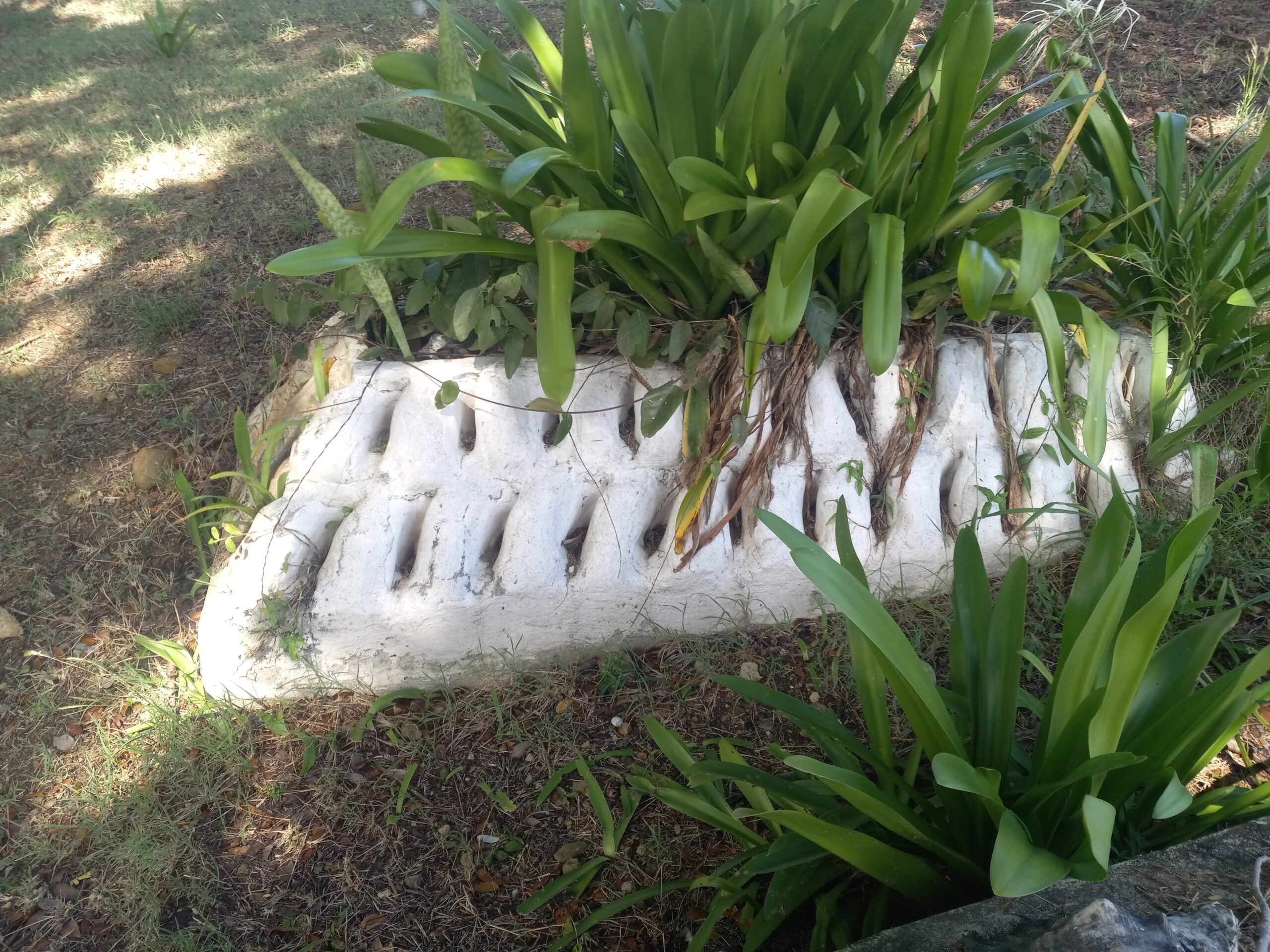 A slave grave decorated with conch shells and spider lily plant at Friedensfeld "Field of Peace" Midlands Moravian Church. Church dedicated in 1852, (this wood church replaced the original structure built 1810-1819). (Photo by Olasee Davis)
