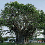 Grove Place Baobab