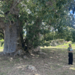 Grove Place Baobab