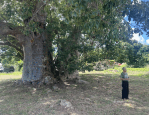 Local Black Heritage Tree Project team leader Frandelle Gerard initiates the “Meet at The Tree” ceremony in the shade of the Grove Place Baobab (Photo Josh Canning)