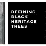 Black Heritage trees