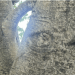 Grove Place Baobab tree