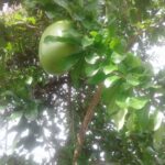 Calabash