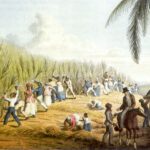 working in cane field