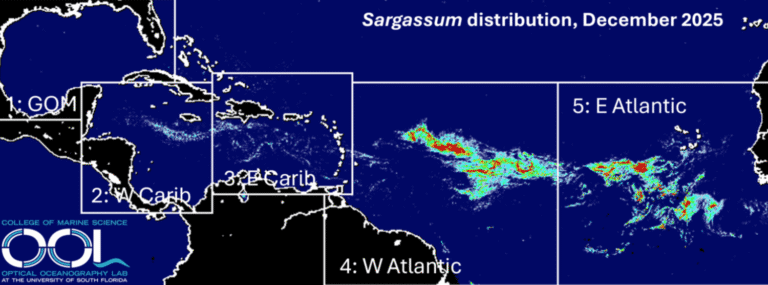 Recent Sargassum Growth Signals Another Major Year Ahead for 2026
