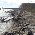 Sandy Point trees