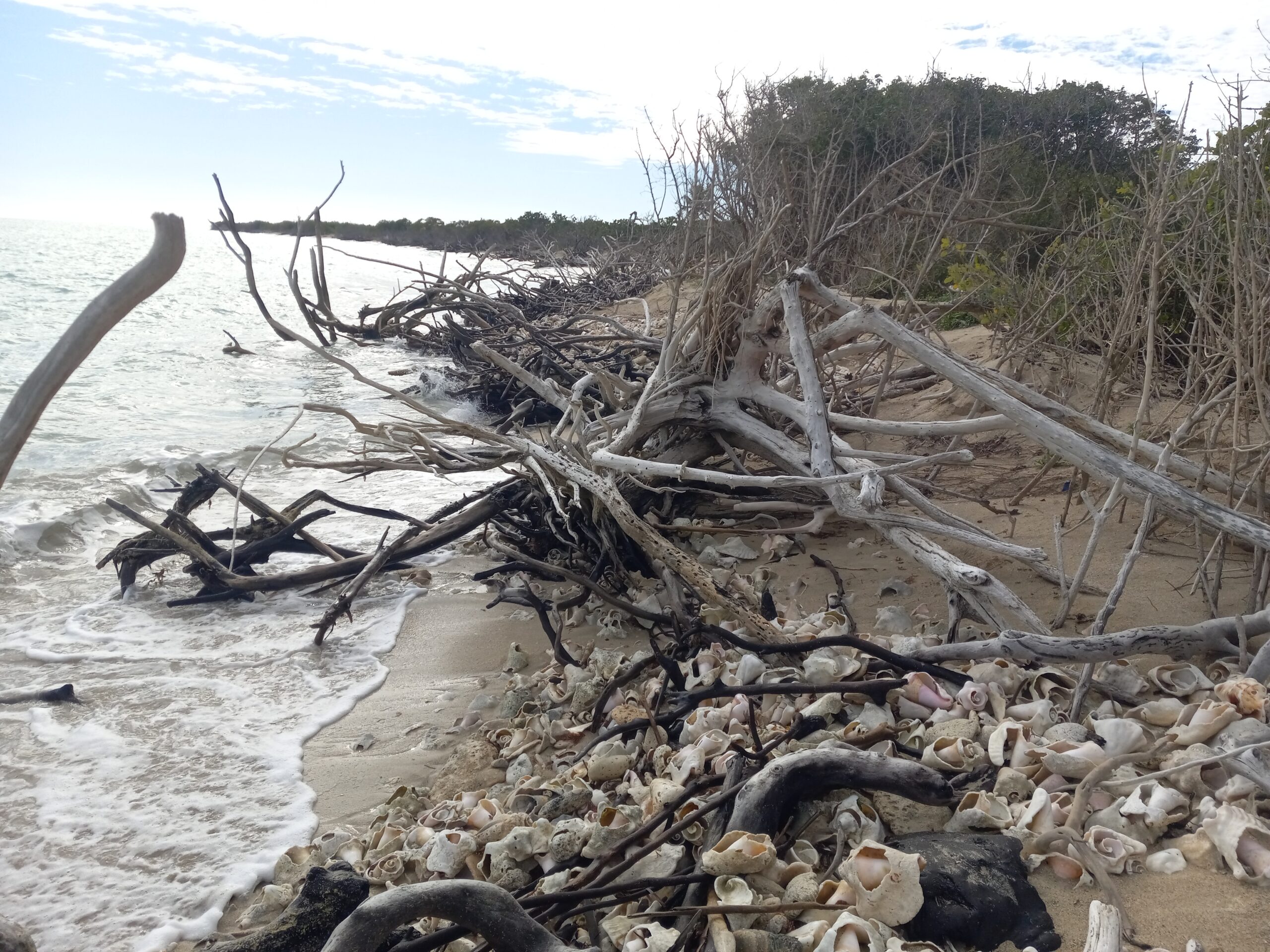 Trees and other vegetation have washed away on the south shore of St. Croix. It is sad, very sad. The damage from the 1960s and 1970s now results in the destruction of the human species on Sandy Point’s coastal environment. (Photo by Olasee Davis)