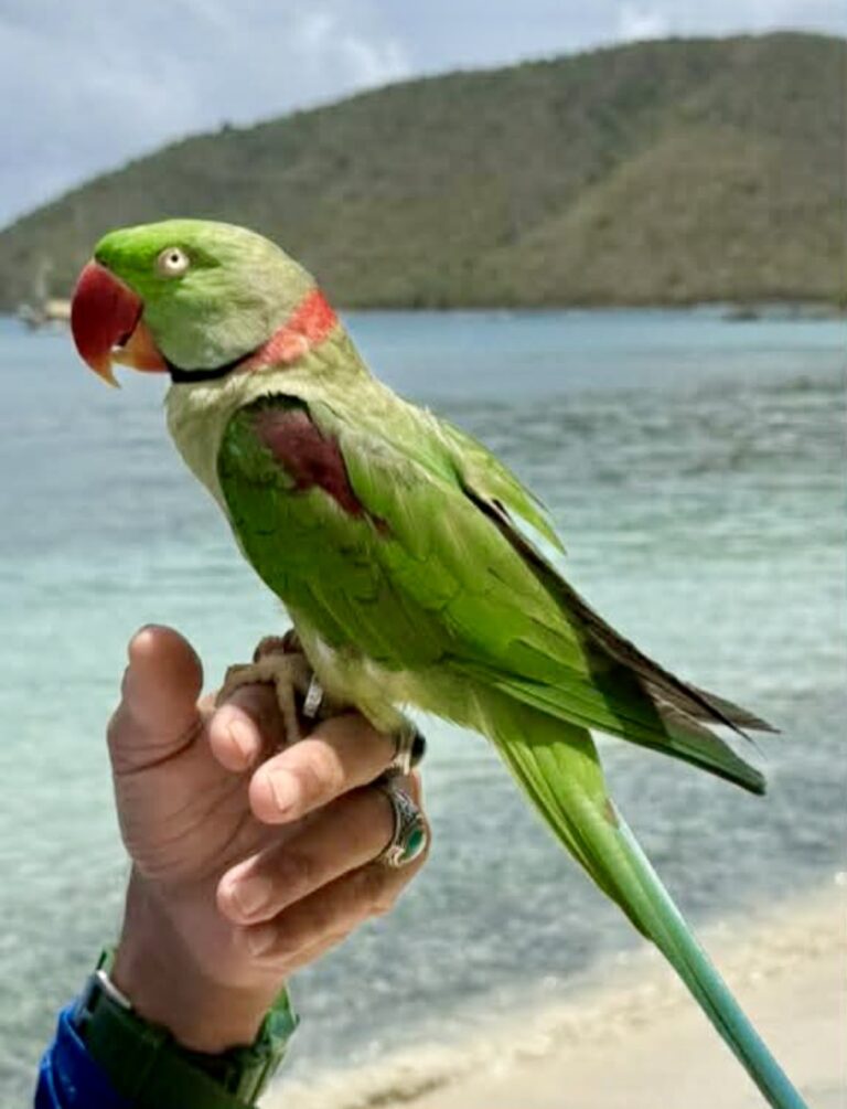St. John Resident Asks for Help Locating Missing Parrot