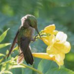 VIS Feb 2026 Photo 2 female crested hummingbird poking hole DSC_0275