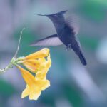 VIS Feb 2026 Photo 3 crested hummingbird hovering SC_0070