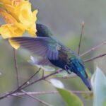 VIS Feb 2026 Photo 5 green-throated carib inside flower DSC_0146