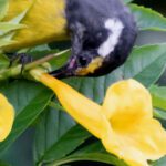 VIS Feb 2026 Photo 7 bananaquit poking hole DSC_0164