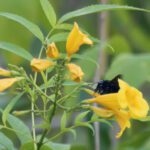 VIS Feb 2026 Phtot 9 carpenter bee on flower DSC_0187