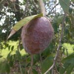 custard apple