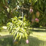 mangoes
