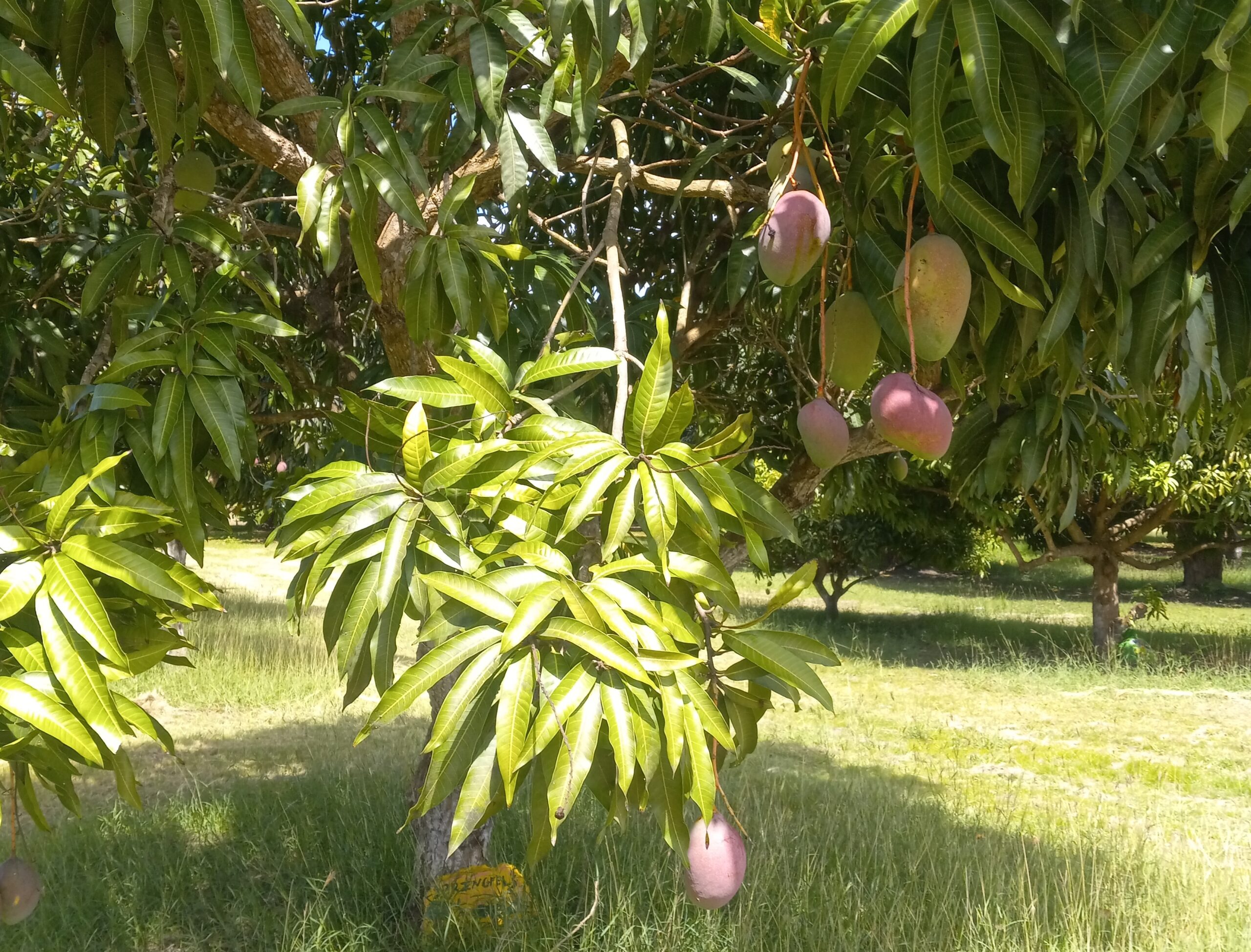 Mango (Mangifera indica L.) flowers mainly in winter and spring (recorded from November to July) and produces maturing fruits mostly from May to September. Mango is an excellent shade tree. It is also among the important honey plants, secreting quantities of nectar, and the flowers reportedly are edible. (Photo by Olasee Davis)