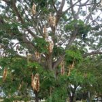 Tibet tree