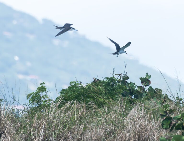 Sooty Terns and Brown Noddies Are Nesting on Saba Island Near UVI