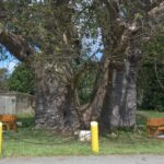 Grove Place baobab tree